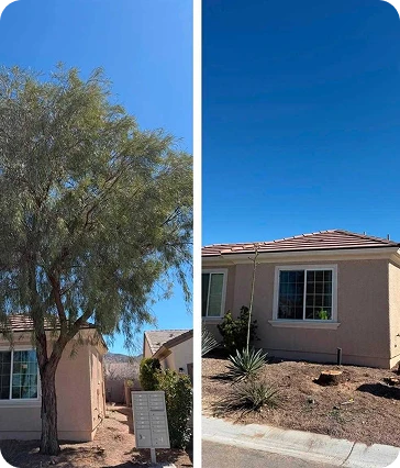Tree removal